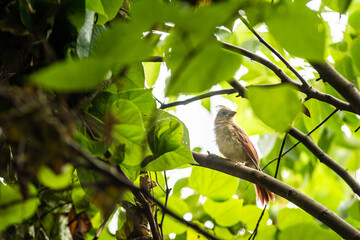 bird on a branch