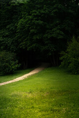 Beautiful forest in spring with bright sun shining through the trees