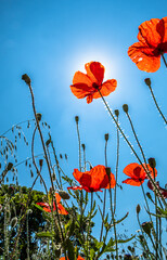 View Up In A Natural Flower Meadow With Red Poppy And Bright Sun