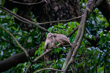bird on a tree