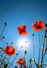 View Up In A Natural Flower Meadow With Red Poppy And Bright Sun