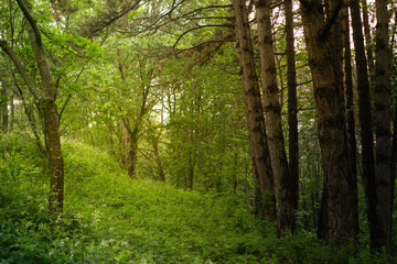 Aerial view of summer green trees in forest in mountains. Forest Tree Woods.
