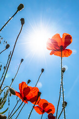 View Up In A Natural Flower Meadow With Red Poppy And Bright Sun