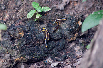 ants on the ground