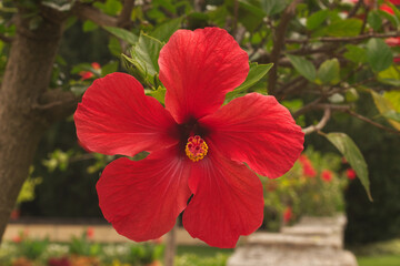 The close-up view of a hibiscus flower from the front. Red blooming blossom of the decorative shrub in the park.