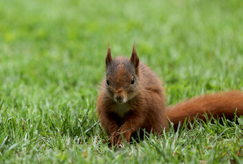 Squirrel sits on a meadow in the grass