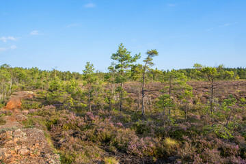 Fototapeta na wymiar Peat bog with blooming heather