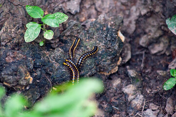 caterpillar on the ground