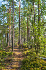 Obraz premium Footpath in a sunny pine forest at the summer