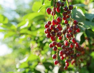 ripe red berries of fragrant bird cherry in the park