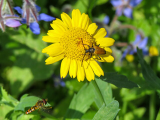 Trigonarthis flower longhorn beetle resting on a bright yellow corn marigold with a marmalade hoverfly nearby