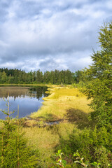 Bog by a lake in a coniferous forest
