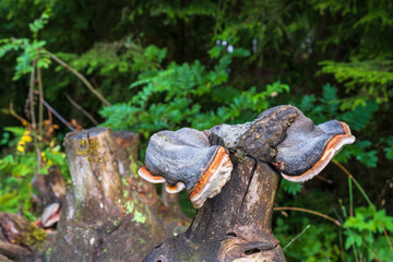Red belted conk Growing on old tree trunk - obrazy, fototapety, plakaty