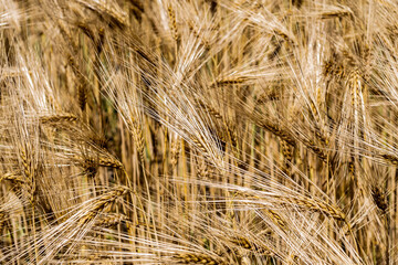 Golden Wheat Field With Ripe Ears In Summer 