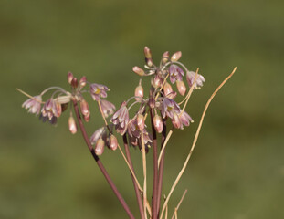 Allium olympicum
