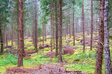 Obraz premium Gallrad coniferous forest with fallen trees