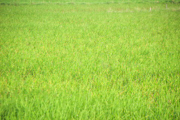 Obraz na płótnie Canvas green grass field