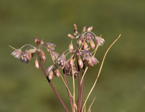 Allium olympicum