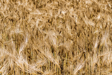 Golden Wheat Field With Ripe Ears In Summer 