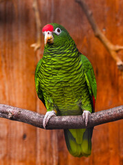 Tucumán-Amazone (A. tucumana)