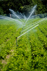 Artificial Irrigation Of A Vegetable Field With Water Sprinklers
