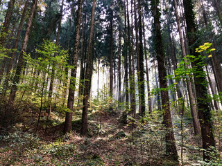 nature walk by the lake, through the woods, up a mountain