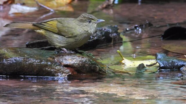 Grey-eyed Bulbul nature bird playing water.