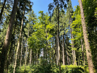 Obraz premium nature walk by the lake, through the woods, up a mountain