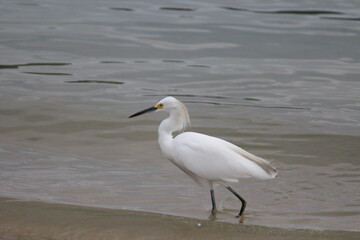 ave garça branca pequena - egretta thula