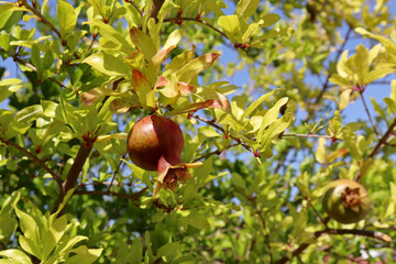 Pomegranate fruits ripens on a tree branch in a tropical garden