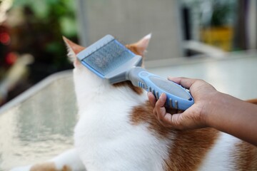 Girl brushing combing cat's fur hair,  selective focus
