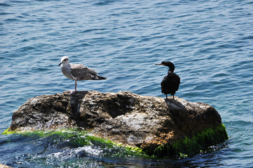 Seagull and black duck on a large stone. Panorama of the calm sea and birds on the stone.