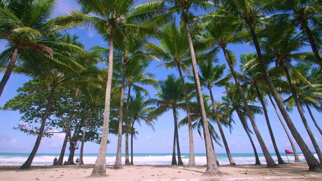 4K Coconut palm trees and tropical sea. Summer vacation and tropical beach concept. Coconut palm grows on white sand beach. Alone coconut palm tree in front of freedom beach Phuket, Thailand.