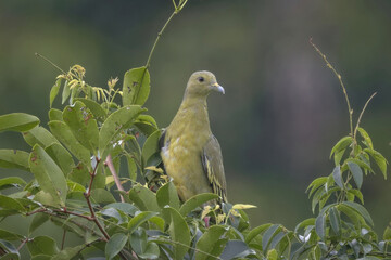 Pinke necked Green Pidgeon Female