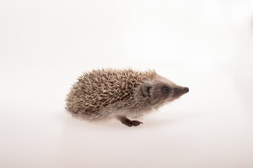 A small cute hedgehog photographed on a white background