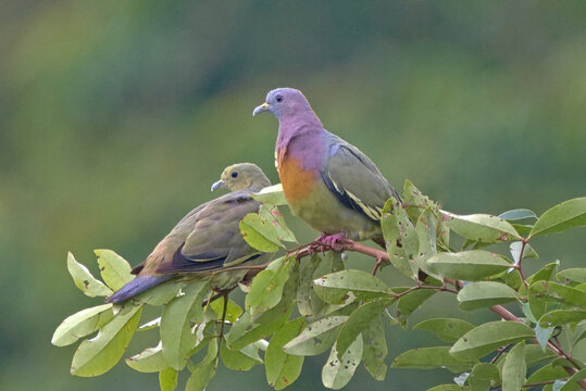 Pink necked green pidgeon Male and Female perched on a branch (Treron vernans)