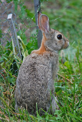 A cotton-tailed rabbit in the park 
