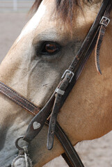 close up of horse