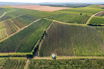 Bird's eye view of the vineyards near Uffhofen / Germany and a trullo 