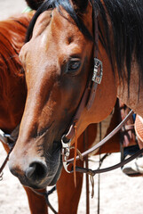 A beautiful horse in the arena