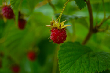 The raspberries are ripe. Raspberries are hanging on a bush. Delicious sweet raspberry.