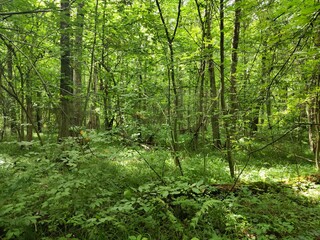 path in the forest in the summer 