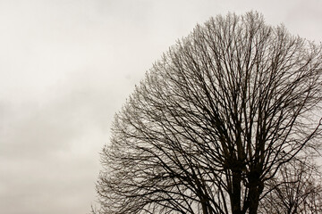 Árvore IMG_26022011_084