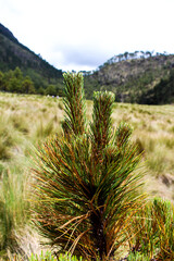 Un pequeño arbol de las alturas (Pinus hartwegii) en brinzal 