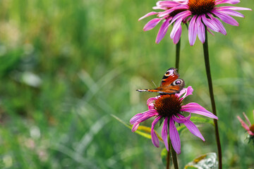beautiful peacock butterfly on a flower