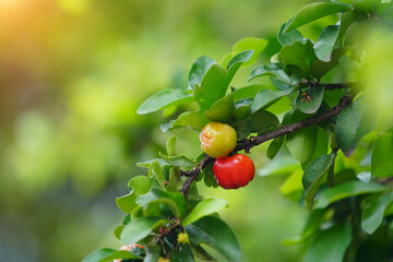 Fresh organic Acerola cherry on the tree.
