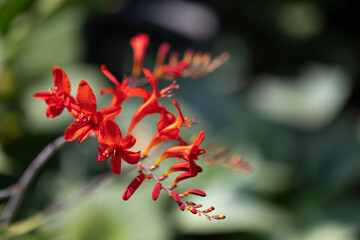 Blühende Montbretie (Crocosmia), Nahaufnahme