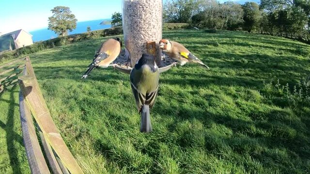 Great Tit feeding from bird table in Ireland 