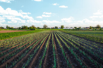Fototapeta na wymiar Leek farm field. Fresh green top leaves. Agroindustry. Farming, agriculture landscape. Growing vegetables outdoors on open ground. Vegetable garden in the early morning. Cultivation and watering