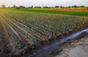 Leek plantation and irrigation canal. Fresh green vegetation on wet ground after watering. Growing vegetables outdoors on open ground. Agroindustry. Farming, agriculture landscape.